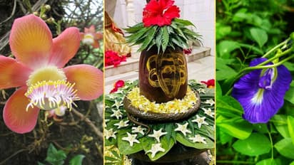 5 Favorite Lucky Plants Of Lord Shiva Bring in your Garden this Sawan 2025