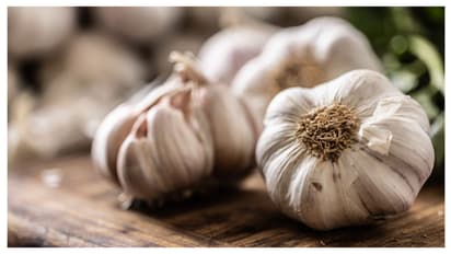 garlic 