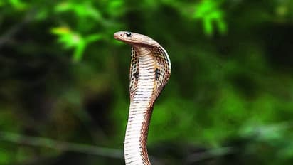 snake 
