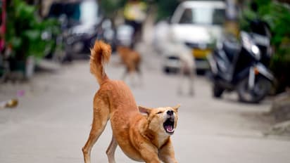 A Stray Dog in Delhi-NCR