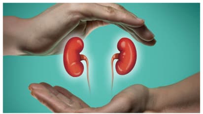 kidney