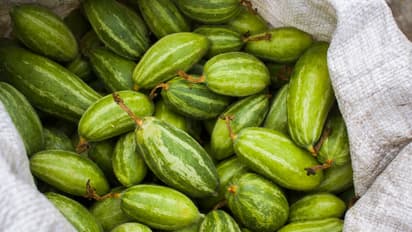 pointed gourd