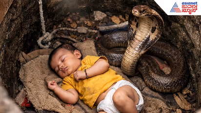 Snake protects Infant