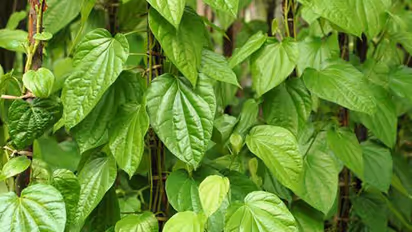 Betel leaf