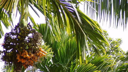 Manju tragically falls from areca nut tree in Chikkamagaluru, Karnataka