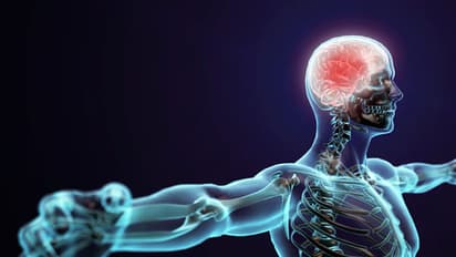 human body muscles bones