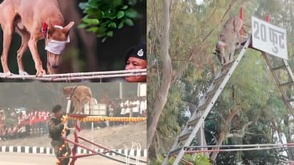 Bright Side Stories: BSF Indian Breed Dogs To March At Ekta Nagar Parade