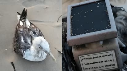 Seagull with China made GPS tracker