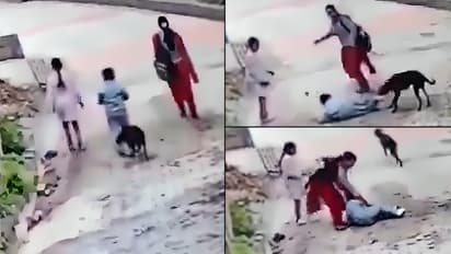 Himachal Dog Attack Viral Video