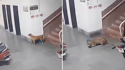 IIT Bombay Campus Leopard Attack Video Stray Dog Killed in Staff Hostel Area CCTV Video Goes Viral