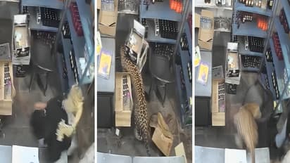 Rajasthan Leopard Attack Video Viral Leopard Enters Liquor Shop Attacks Salesman He Locks Animal Inside