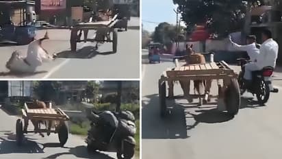 Uttarakhand Horse Viral Video Runaway Horse Hits Elderly Man Bike Rider Sparks Safety Concerns