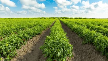 Capsicum farming