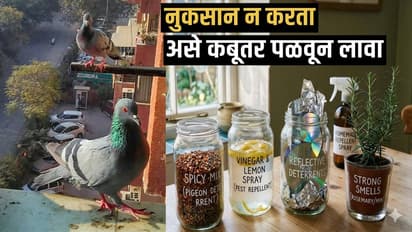 Natural Home Remedies to Keep Pigeons Away from Your Balcony
