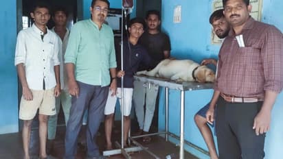 Canine blood donor Jimmy saved life of pregnant dog