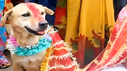 dog marriage with kid