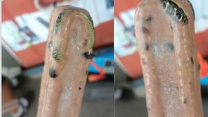 snake in icecream