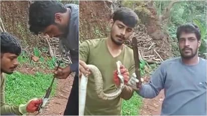 Cobra swallows knife, rescued after hour-long ops in Karnataka village