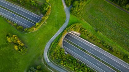 Wildlife Overpass Corridor 