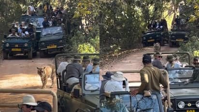 Tiger Struggles for Space Amid Jeep Rush in Ranthambore