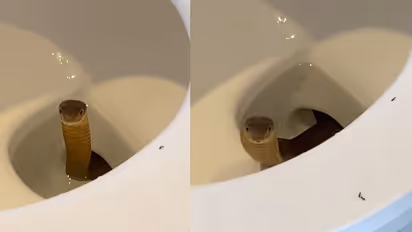 Philippines Guests Shocked as ‘Blocked Toilet’ Turns Out to Be a King Cobra | WATCH Viral Video