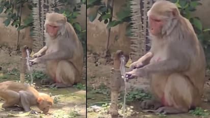 Viral Video | Monkey Drinks Water, Turns Off Tap; Uttarakhand Police Says ‘Take Notes, Humans’ (WATCH)