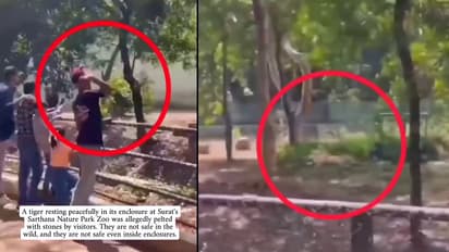 SHOCKING Zoo Footage: Viral Video Shows Visitors Throwing Stones at Tiger, Sparks Outrage Online (WATCH)