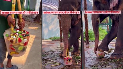 Watch: Elephant Breaks Open Fruit-Filled Ice Block, Viewers Spot Something Else In Viral Video