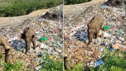HEARTBREAKING! Elephant Searches For Food In Pile Of Plastic Waste, Internet Concerned (WATCH VIRAL VIDEO)