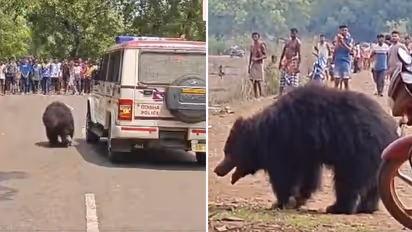 Wild Bear On Odisha Road Sparks Panic, Attempts To Climb Police Vehicle | WATCH Viral Video