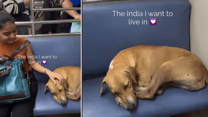 Stray Dog's Peaceful Nap on Mumbai Local Train Melts Hearts, Viral Video Delights Internet