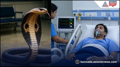 snake bite