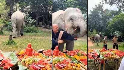 Baby Elephant's Heartwarming Reaction to Birthday Treat Goes Viral
