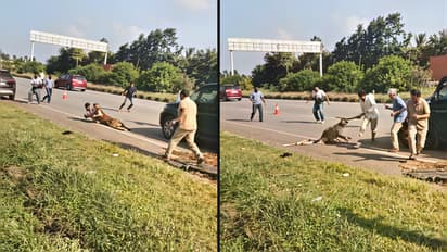 Karnataka Viral Video: Injured Leopard Attacks Forest Official During Rescue (WATCH)