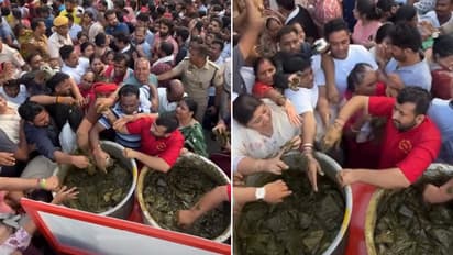 3,500 Kg Mehendi Gone In Just 3 Hours! Single Men Throng Jaipur Temple Hoping To Get Married (WATCH Viral Video)