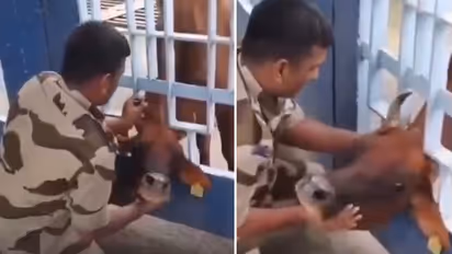 Heartwarming Video | Cow Trapped Between Railings, CISF Jawan’s Brave Rescue Goes Viral (WATCH)