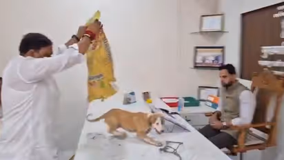 Stray Dogs on Official’s Table! Nashik Activists Stage Unusual Protest Over Dog Menace (WATCH Viral Video)