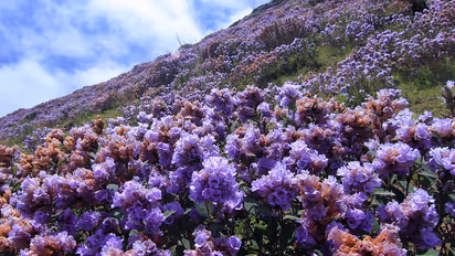 neelakurinji