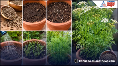 Cumin