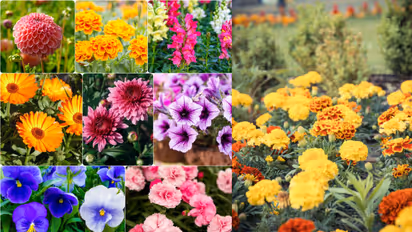 5 flowers to plant in September for winter garden