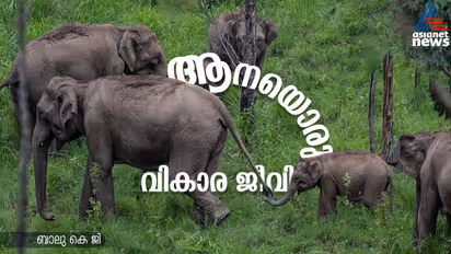 male elephant group in Matriarchal Leadership 