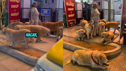 viral video , 28 Golden Retrievers, bengaluru 