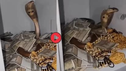 Cobra inside safe video