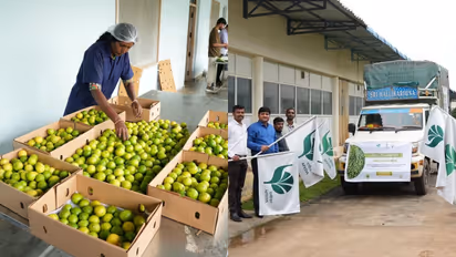 Boxes of GI-tagged Indi and Puliyankudi Limes prepared for export to the United Kingdom