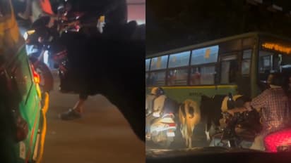 Cows in Bengaluru traffic