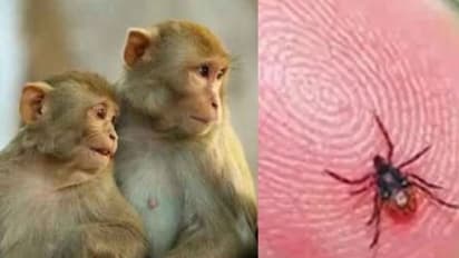 Early KFD case detected in Shivamogga as health teams intensify checks