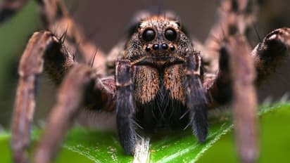 Spider species