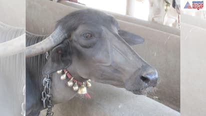 buffalo