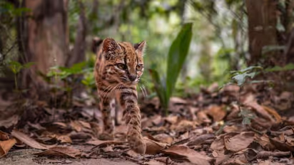 tilcayo cat