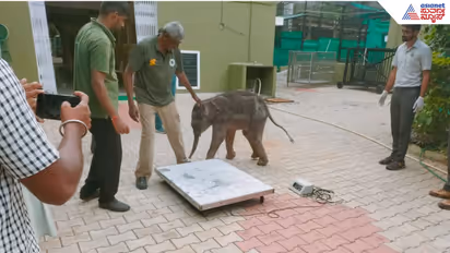 Elephant
